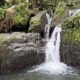 La seule forêt tropicale tropicale dans le système national forestier américain a des sentiers, des cascades et de la biodiversité luxuriantes