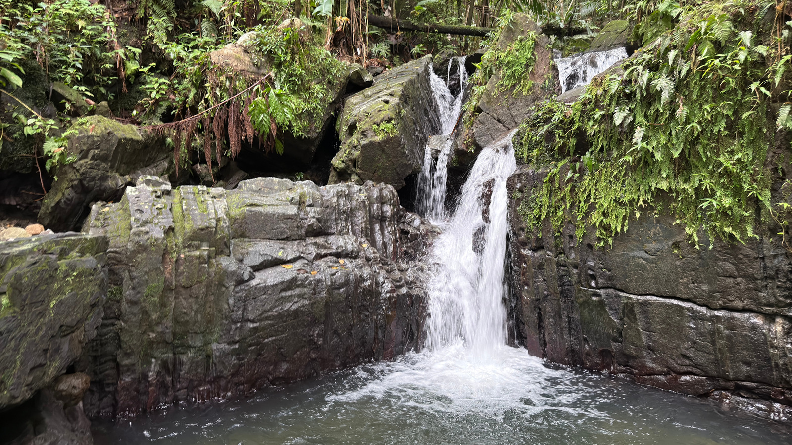 La seule forêt tropicale tropicale dans le système national forestier américain a des sentiers, des cascades et de la biodiversité luxuriantes