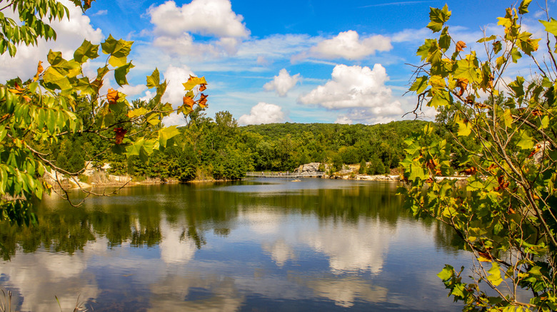 Arbres entourant un lac