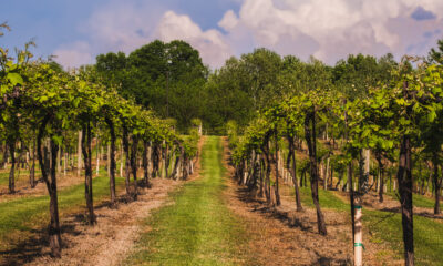 Le secret de vin le mieux gardé du Midwest est caché dans cette ville historique du Missouri