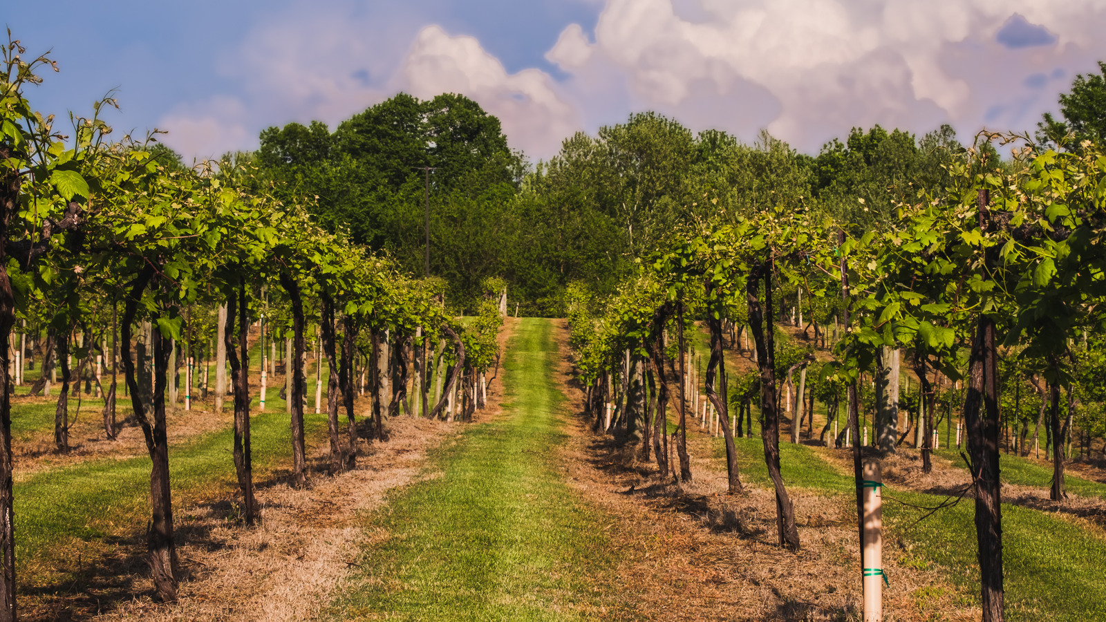 Le secret de vin le mieux gardé du Midwest est caché dans cette ville historique du Missouri