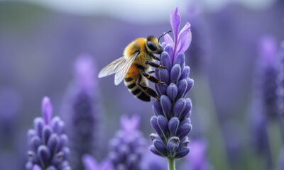 Que se passerait-il si les abeilles s'allongeaient?