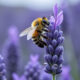 Que se passerait-il si les abeilles s'allongeaient?