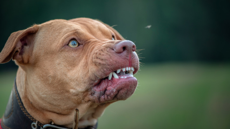 La tête d'un pit-bull terrier grognant est montrée sur un fond vert flou