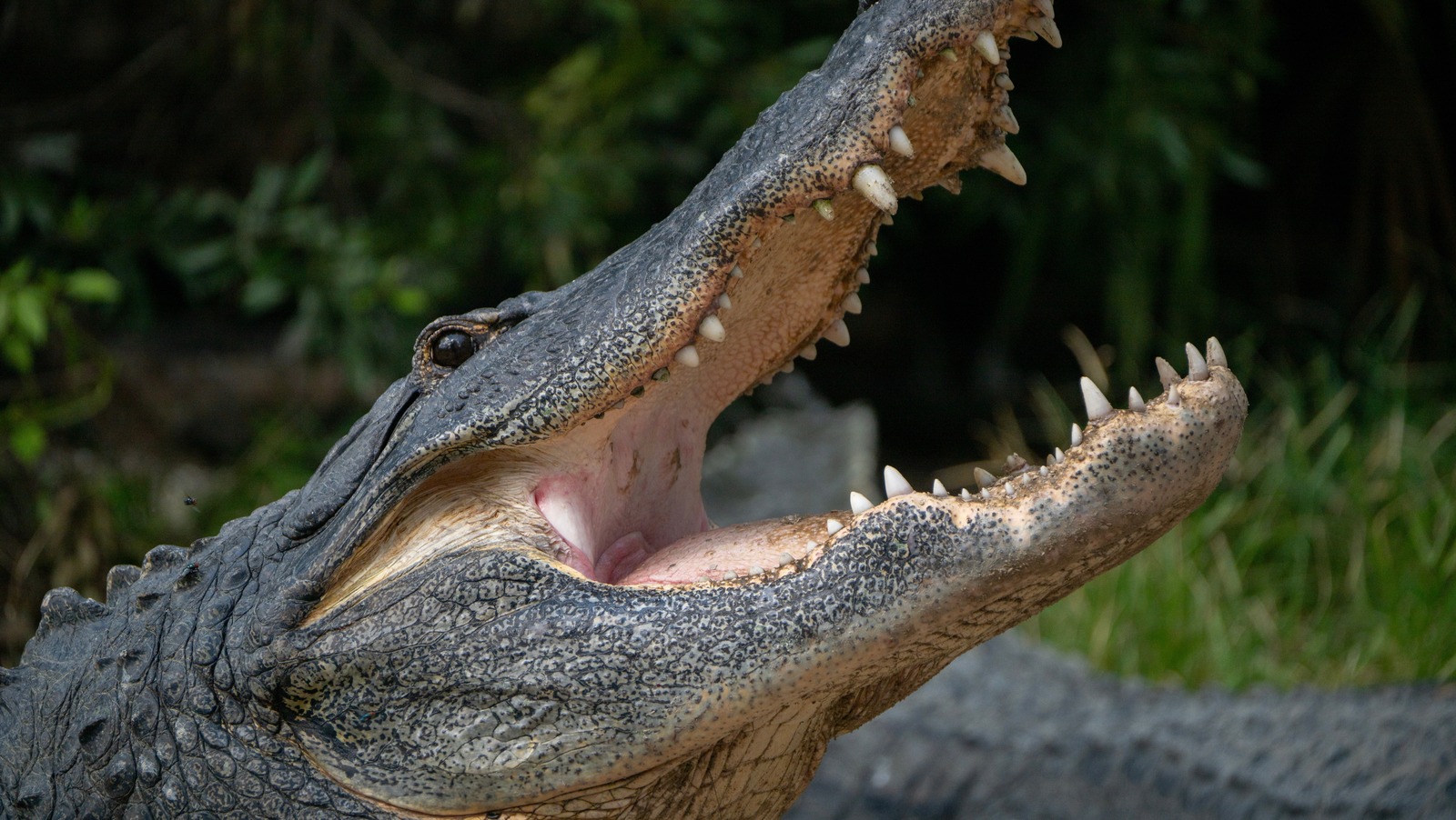 L'État avec les attaques les plus animales n'est pas en fait en Floride