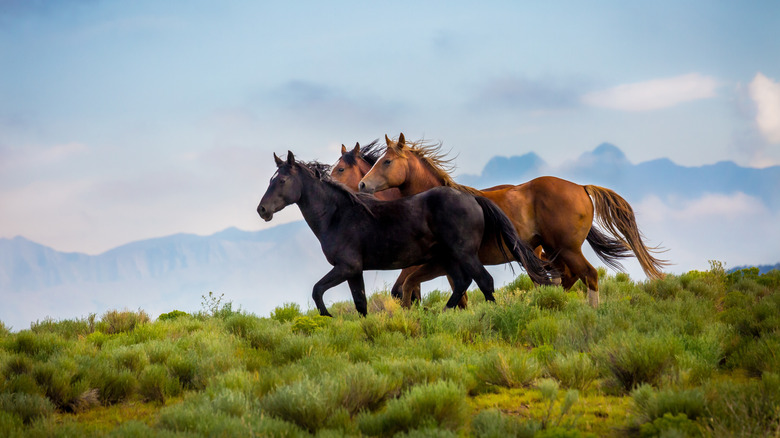 Trois chevaux sauvages courent gratuitement sur la gamme ouverte