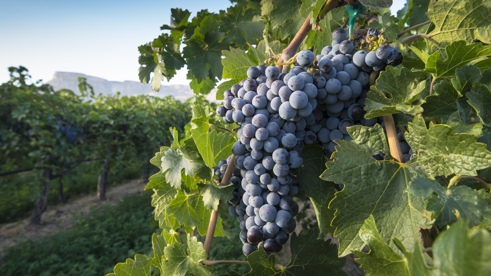 La destination cachée du vin du Colorado avec des dégustations, des vergers et des vues à couper le souffle