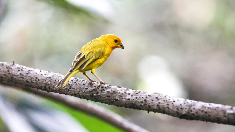 Saffron Finch en Colombie