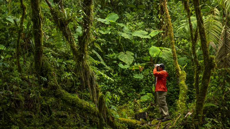 Personne en veste rouge Lawatching dans la forêt tropicale