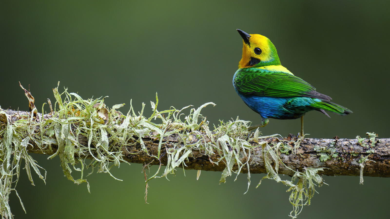 Les ornithologues amateurs du monde entier se rendent dans un pays à couper le souffle