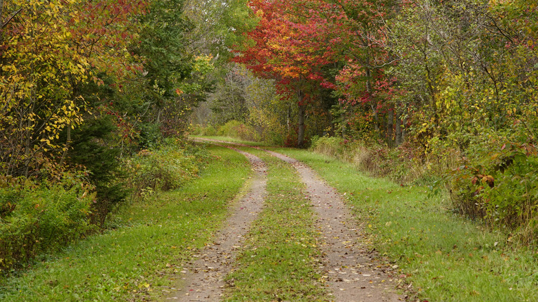 Route de terre enroulée à travers la forêt sur l'île Prince Edward