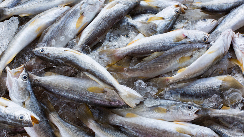 Des tas de truites à Grand Isle, Louisiane