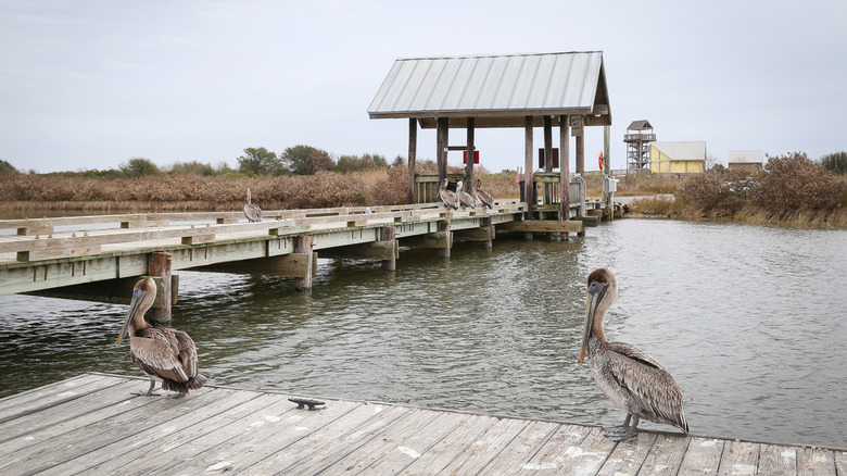 Pélicans assis sur la jetée en bois à Grand Isle State Park