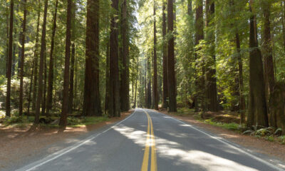 Dormez dans une forêt parmi les plus anciens et les plus grands arbres du monde dans ce parc California RV