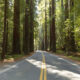 Dormez dans une forêt parmi les plus anciens et les plus grands arbres du monde dans ce parc California RV