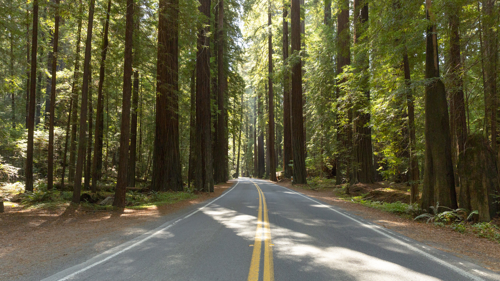 Dormez dans une forêt parmi les plus anciens et les plus grands arbres du monde dans ce parc California RV