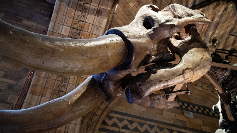 American Mastodon Skull Fossil Museum Affichage