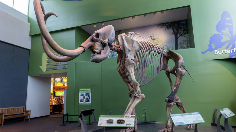 Columbia Mammoth Fossil au Florida Museum