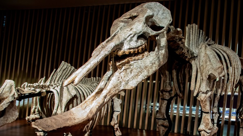 Platybelodon Skull Fossile