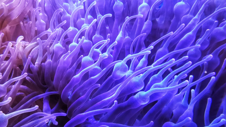 Une anémone de mer de couleur violette et rose sous l'eau