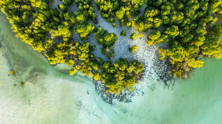 Une vue aérienne de haut en bas d'une forêt de mangroves sur le bord de l'eau