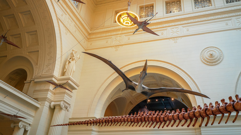 Recréations taxidermiques de ptérosaures en vol dans un musée