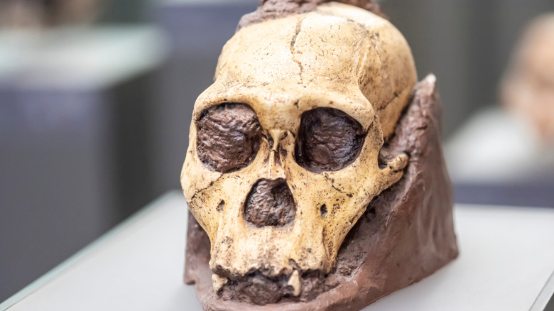 Le crâne d'un hominin ancré dans un rocher