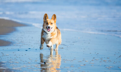 La meilleure ville à visiter dans le Maryland pour une escapade pour animaux de compagnie avec des restaurants et du plaisir à la plage