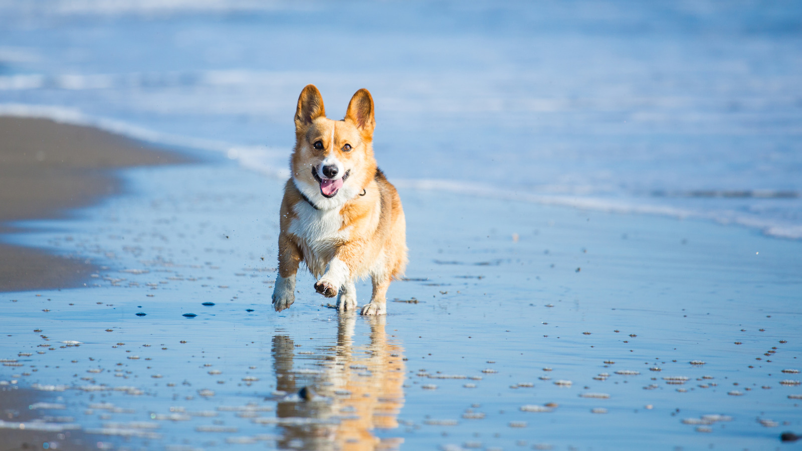 La meilleure ville à visiter dans le Maryland pour une escapade pour animaux de compagnie avec des restaurants et du plaisir à la plage