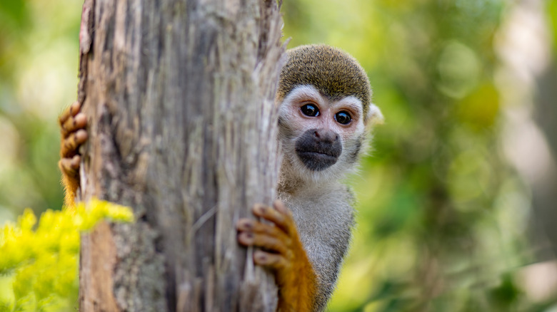 Un singe d'araignée jet un coup d'œil derrière un arbre