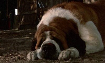 Stephen King Classic Cujo obtient une deuxième adaptation, cette fois chez Netflix