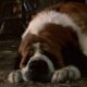 Stephen King Classic Cujo obtient une deuxième adaptation, cette fois chez Netflix