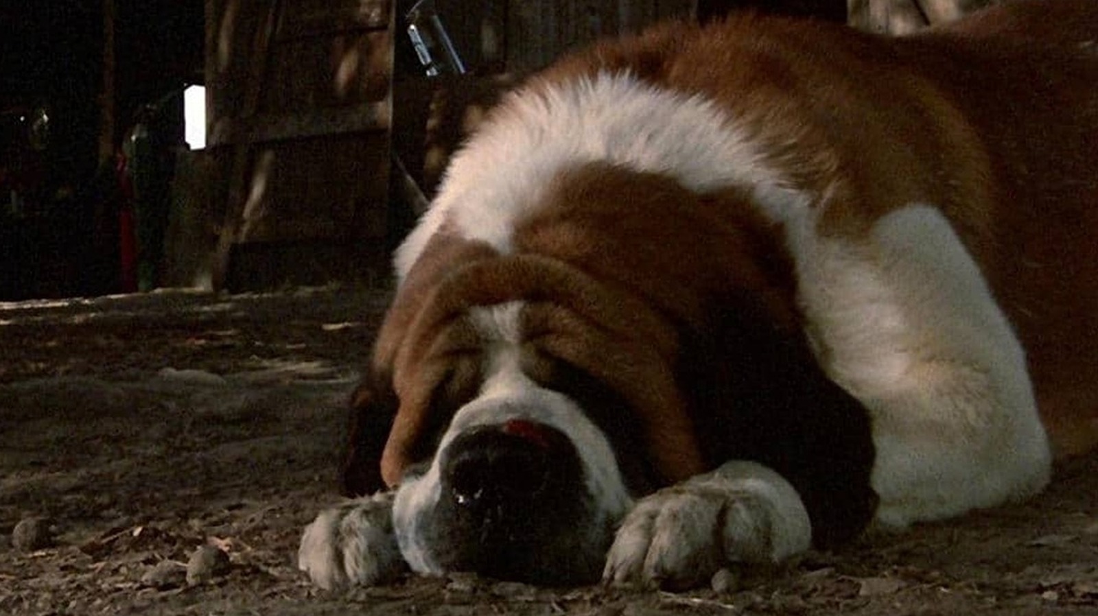 Stephen King Classic Cujo obtient une deuxième adaptation, cette fois chez Netflix