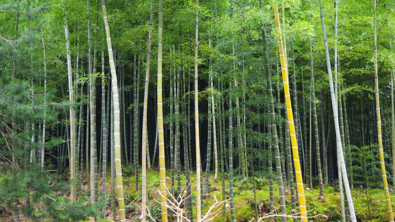 La forêt de bambou monte dans une canopée verdoyante