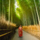 L'un des meilleurs sites les plus visités de Kyoto est une promenade sereine à travers une forêt de bambou à couper le souffle