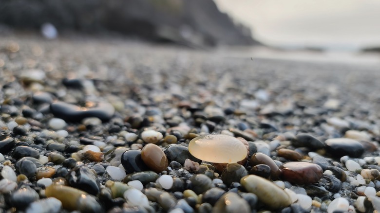 Une agate solitaire se trouve sur la plage