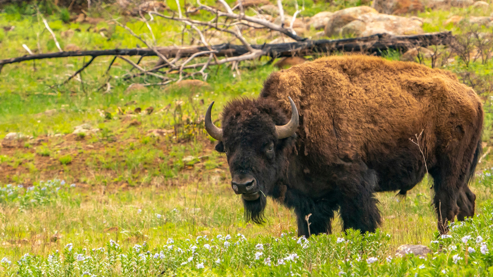 Un refuge de montagne caché dans le sud de l'Oklahoma est le rêve d'un randonneur avec beaucoup de faune