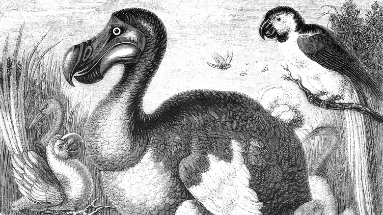 Un dessin noir et blanc d'un oiseau dodo