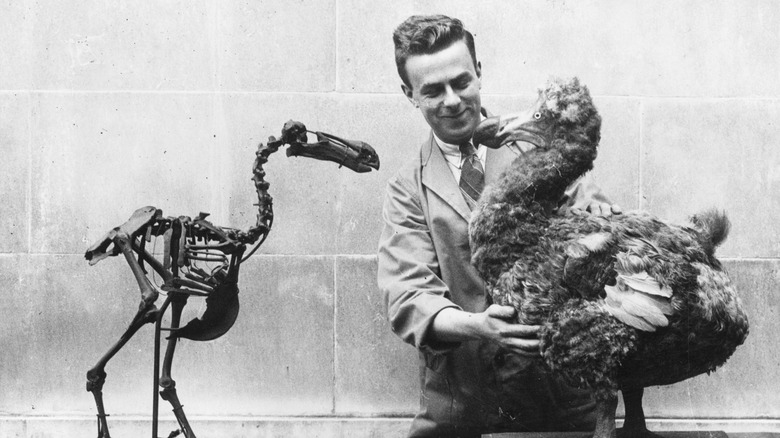 Une image en noir et blanc d'un squelette d'oiseau dodo et un homme tenant une recréation à plumes de l'oiseau en face