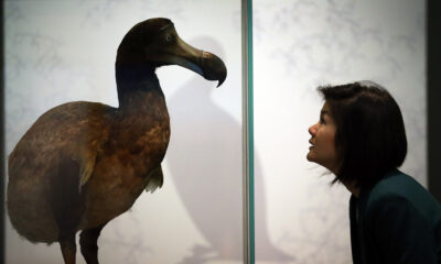 La raison pour laquelle Dodo Birds a disparu est plus déprimant que vous ne le pensiez