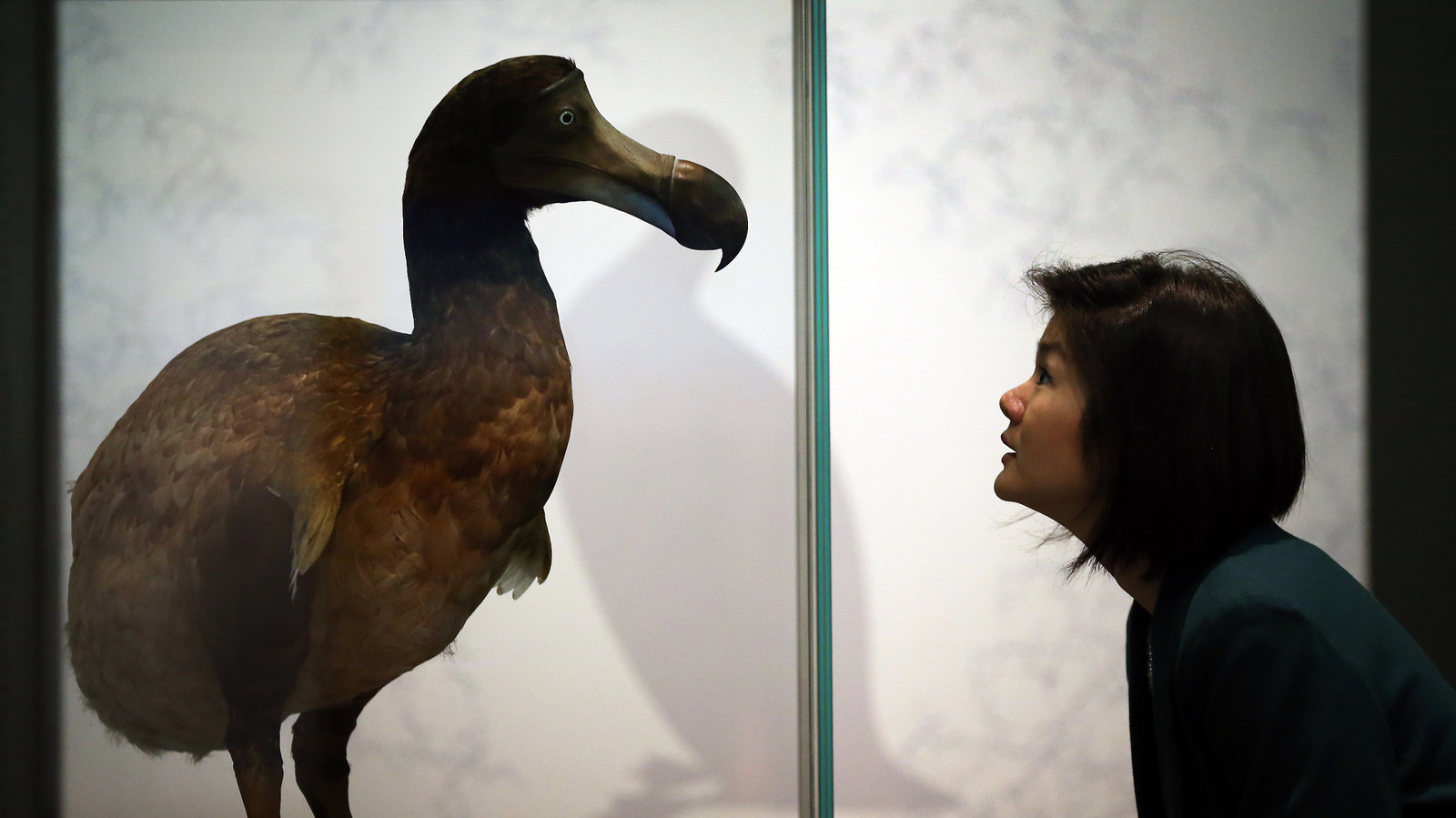 La raison pour laquelle Dodo Birds a disparu est plus déprimant que vous ne le pensiez