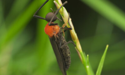 Les lovebugs de la Floride disparaissent. Voici pourquoi c'est un signe alarmant