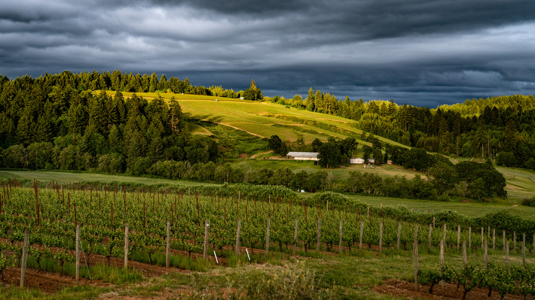 Vignobles de Willamette Valley