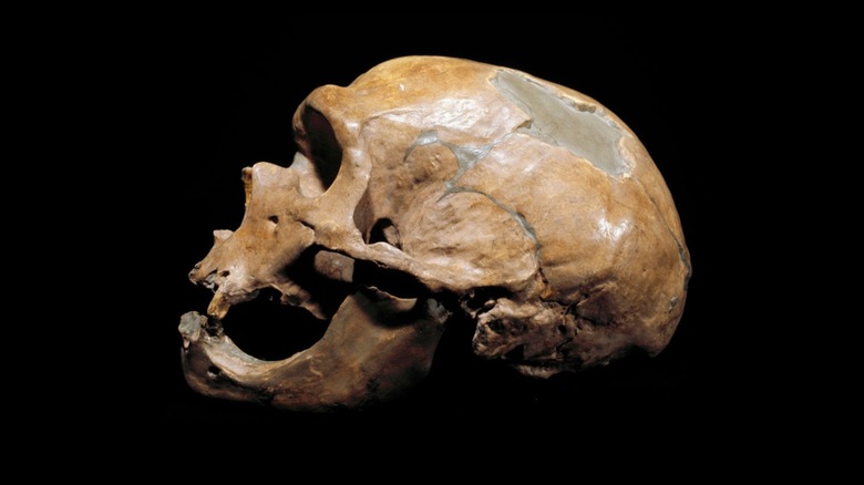 Restes de crâne homo neanderthalensis mâle