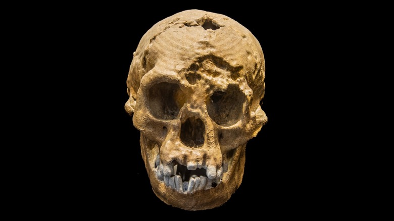 Restes de crâne homo floloreensis