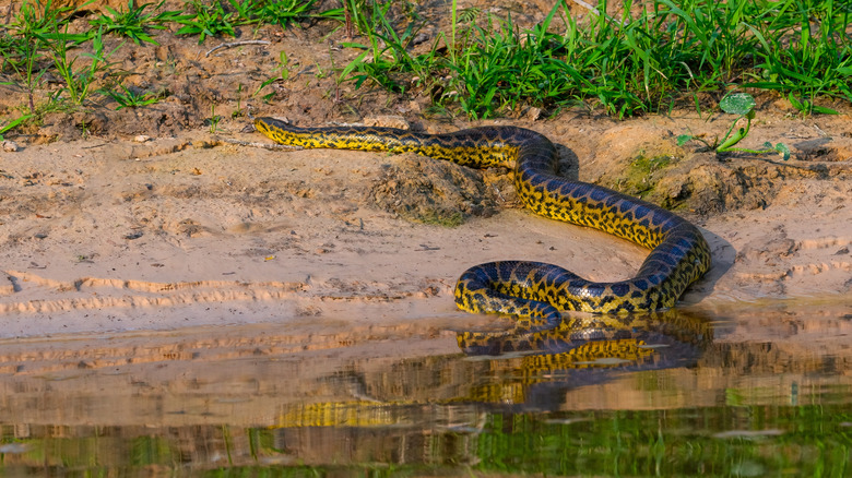 Une anaconda verte vue sur une berge d'eau au Brésil