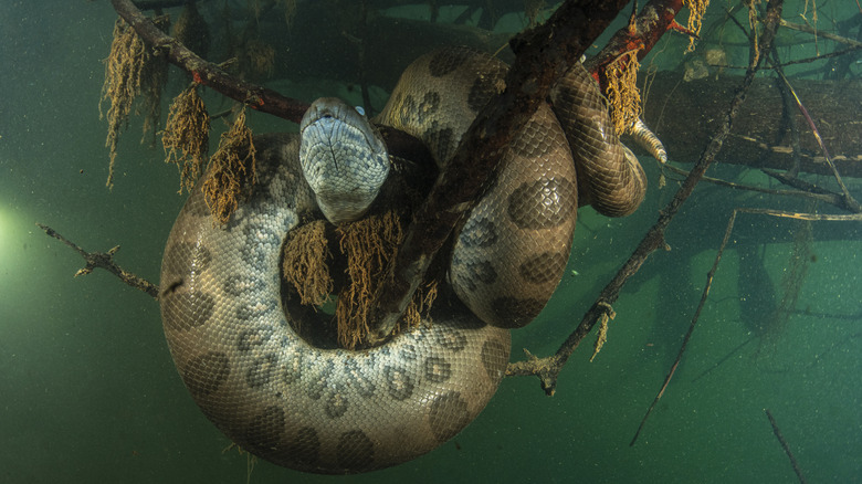 Une Anaconda verte se soutient sur une branche d'arbre engloutie au Rio Formoso, au Brésil,