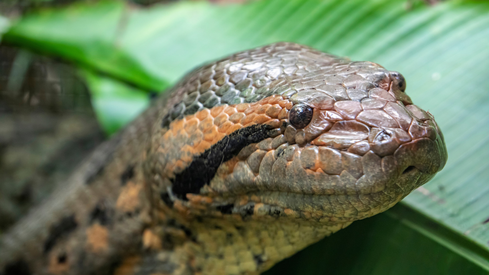 Le serpent le plus lourd du monde pèse plus que le joueur de football moyen