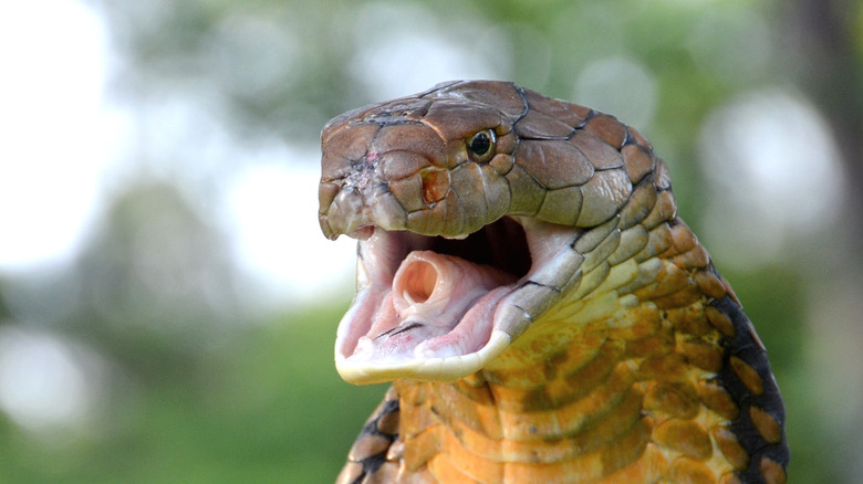 Un King Cobra avec une bouche ouverte en gros plan sur un fond flou