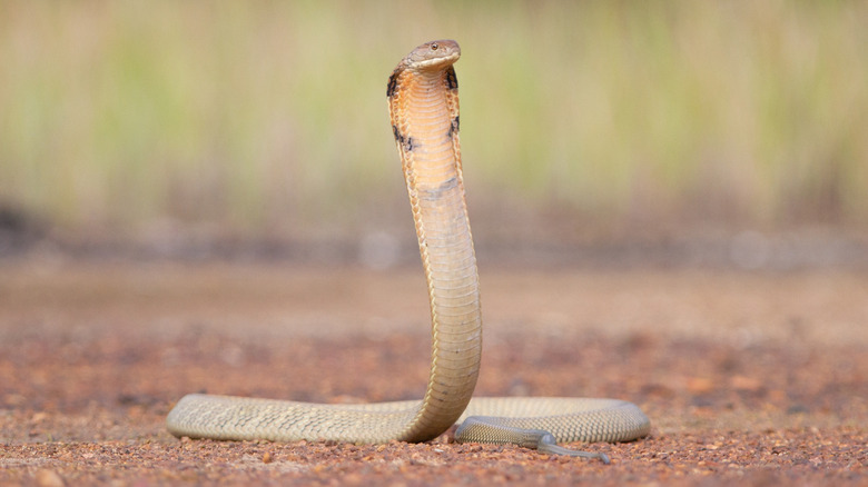 Un roi Cobra lève la tête du sol sur un fond flou